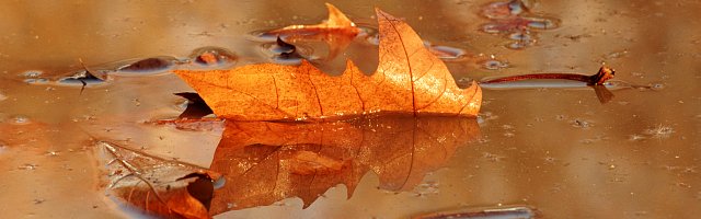 golden leaf in puddle.jpg